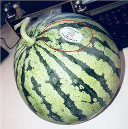 网红吃瓜头像,揭秘网络红人的趣味生活瞬间